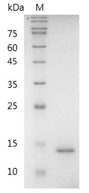 Human IL-9 Protein, His tag (Animal-Free)