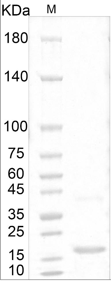 Human NT-3 Protein