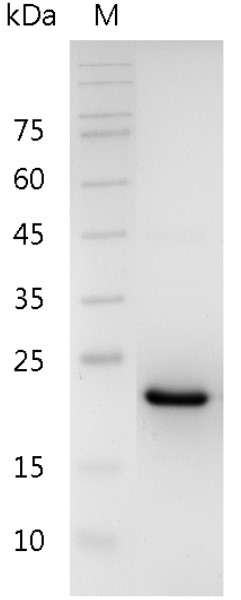 Mouse CNTF protein