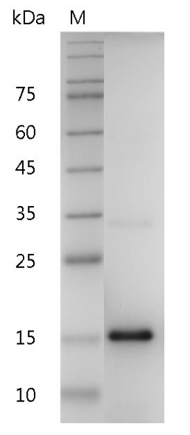 Human IL-20 Protein, His tag (Animal-Free)
