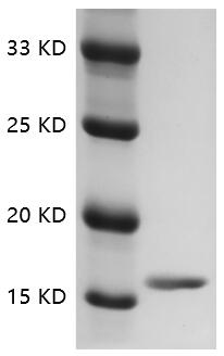 Rat TNF-α protein