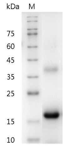 Mouse M-CSF protein