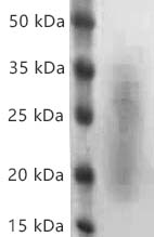 Human IL-3 protein, His tag (Animal-Free)