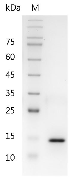 Human IL-17A protein