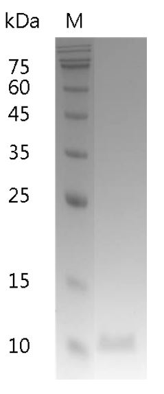Human IL-13 protein