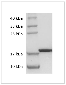 Human IL-33 protein