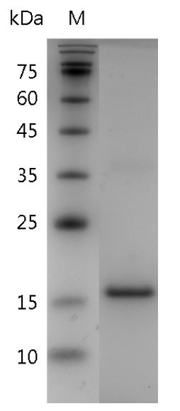 Human IL-24 Protein, His tag (Animal-Free)