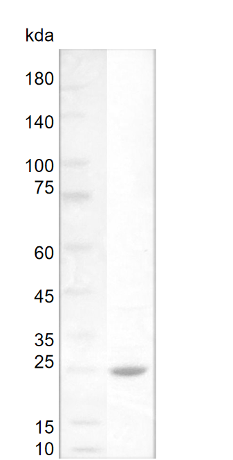Mouse IL-10 protein