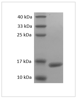 Mouse TNF-α protein