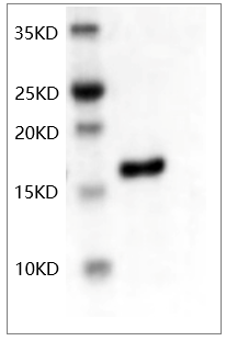 Fig.SDS-PAGE analysis of Human bFGF protein.