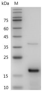 Mouse/Rat FGF-2 protein