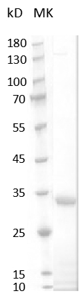Mouse M-CSF protein,His tag