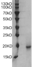 Human IL-18 protein