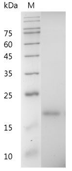 Mouse CXCL12 Protein, His tag (Animal-Free)