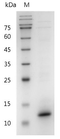 Mouse IL-15 protein