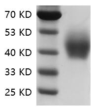 Human CD33/Siglec-3 protein, His tag (Animal-Free)