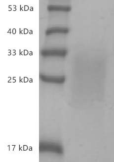 Mouse IL-13 protein, His tag (Animal-Free)