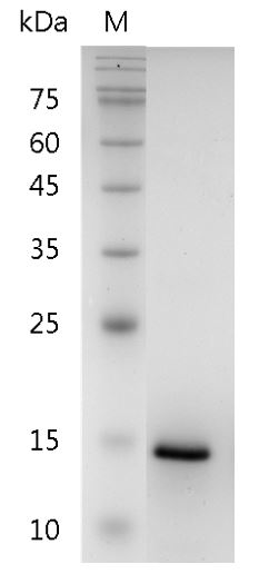 Human CXCL9 Protein, His tag (Animal-Free)