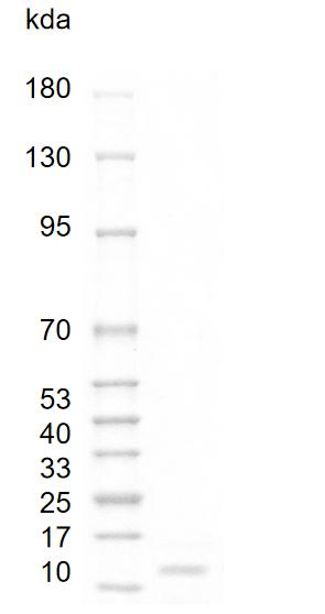 Mouse VEGF 120 Protein