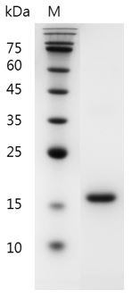 Mouse Flt-3 Ligand protein