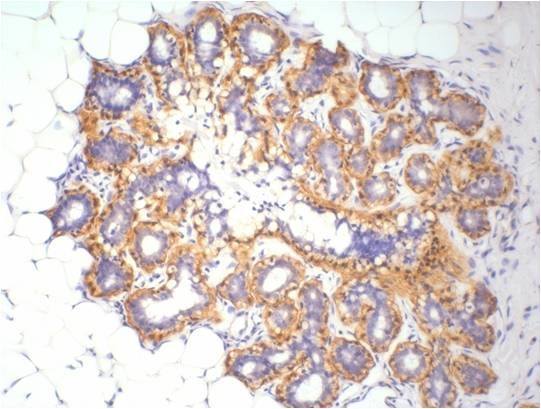 Anti-β-Actin Mouse Monoclonal Antibody (1C7)