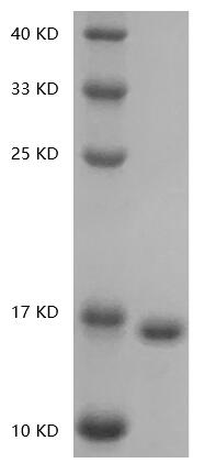 Human IL-36γ protein