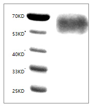 Human CD155/PVR protein, His tag (Animal-Free)