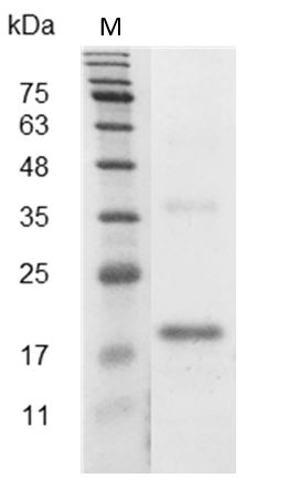 Mouse/Rat VEGF165 protein