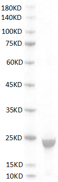 Mouse G-CSF protein,His tag