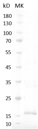 Human IL-4  Protein