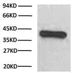 HRP Conjugated Anti-GAPDH Mouse Monoclonal Antibody (2B5)