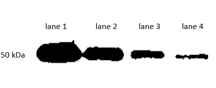 IPKine™ HRP, Mouse Anti-Rabbit IgG HCS