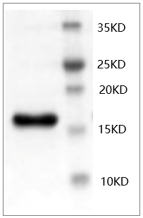 Mouse bFGF protein