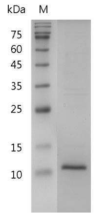Human β-NGF protein