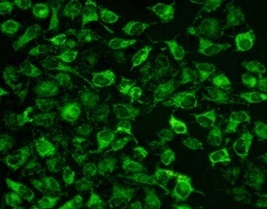 TraKine™ Mitochondrion Staining Kit (Green Fluorescence)