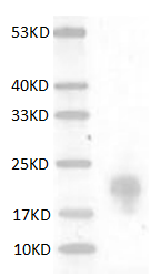 Mouse FGF-7 protein