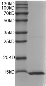Rat IFN-γ protein