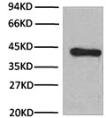 HRP Conjugated Anti-β-Actin Mouse Monoclonal Antibody (1C7)