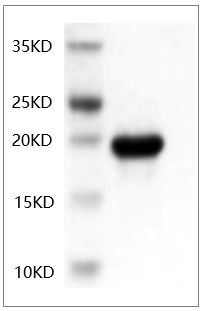 Human IL-6 protein