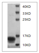 Mouse IFN-γ protein, His Tag