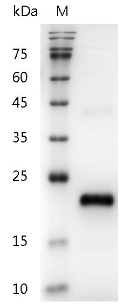 Human VEGF165 protein