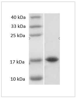 Mouse IL-33 protein