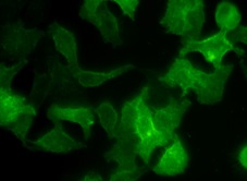 TraKine™ Cell Plasma Membrane Staining Kit (Green Fluorescence)