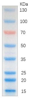 Colorcode Prestained Protein Marker (15-130 kDa)