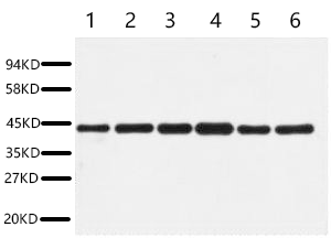 Anti-β-Actin Rabbit Polyclonal Antibody