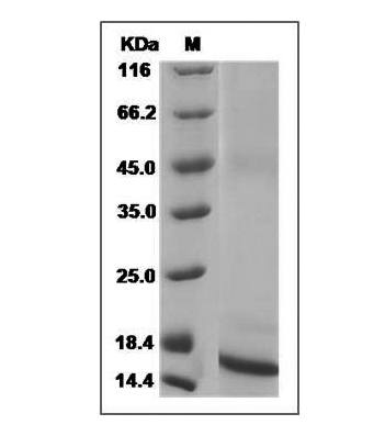 Mouse TGF-β1 protein
