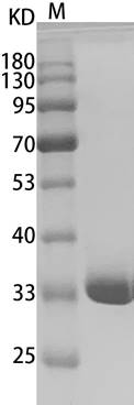 Fig. SDS-PAGE analysis of Human Annexin V/ANXA5 protein.