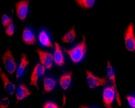 TraKine™ Mitochondrion Staining Kit (Orange Fluorescence)