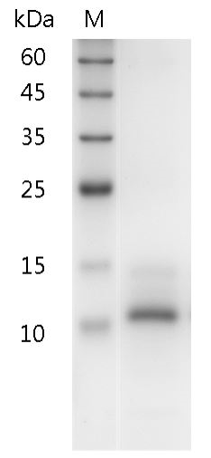 Human IL-15 protein