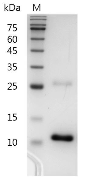 Human TGF-β3 protein